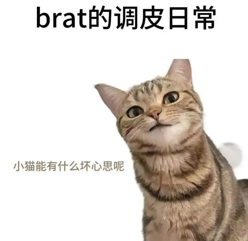 【西檬之家】k9犬系是什么？字母圈新人必看的人设解析